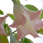 Datura