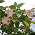 Datura