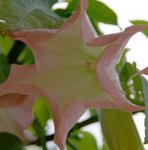 Datura