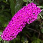 Buddleia davidii - Arbre aux papillons