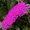 Buddleia davidii - Arbre aux papillons