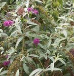 Buddleia davidii - Arbre aux papillons