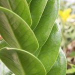 Zamioculcas zamiifolia