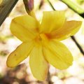 Jasmin d'hiver - Jasminum nudiflorum