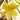 Jasmin d'hiver - Jasminum nudiflorum