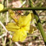 Jasmin d'hiver - Jasminum nudiflorum