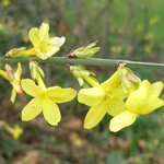 Jasmin d'hiver - Jasminum nudiflorum