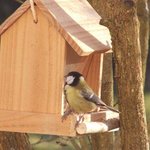 Mésange charbonnière - Oiseau