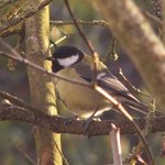 Mésange charbonnière - Oiseau