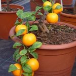 Clémentine - Citrus clementina - Agrume