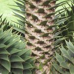 Araucaria araucana - Désespoir des singes