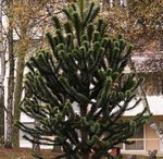 Araucaria araucana - Désespoir des singes