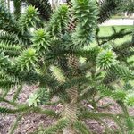 Araucaria araucana - Désespoir des singes