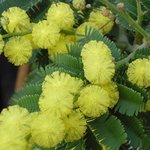 Mimosa - Acacia dealbata