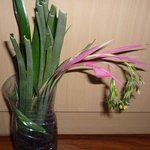 Billbergia nutans 'Queen's Tears'