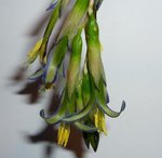 Billbergia nutans 'Queen's Tears'