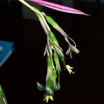 Billbergia nutans 'Queen's Tears'