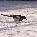 Pie bavarde - Oiseau