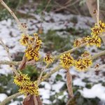 Hamamelis