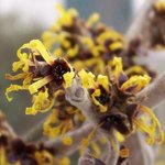 Hamamelis