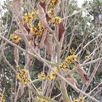 Hamamelis