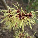 Hamamelis