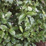 Prunus laurocerasus - Laurier-cerise