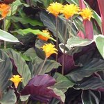 Calathea crocata - Plante Paon