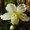 Hellebore niger - Helleborus - Rose de Noël