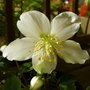 Hellebore niger - Helleborus - Rose de Noël