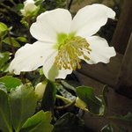 Hellebore niger - Helleborus - Rose de Noël