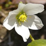 Hellebore niger - Helleborus - Rose de Noël