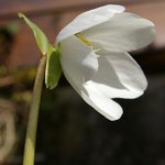 Hellebore niger - Helleborus - Rose de Noël