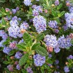 Céanothe - Ceanothus