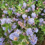 Céanothe - Ceanothus