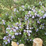 Céanothe - Ceanothus