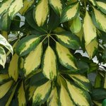 Schefflera arboricola - Arbre parapluie