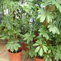 Schefflera arboricola - Arbre parapluie