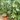 Schefflera arboricola - Arbre parapluie