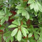 Schefflera arboricola - Arbre parapluie