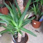 Yucca elephantipes - Pied d'éléphant