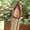 Nepenthes - Plante carnivore