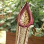 Nepenthes - Plante carnivore