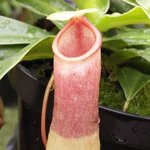 Nepenthes - Plante carnivore