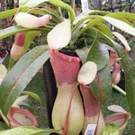 Nepenthes - Plante carnivore