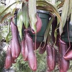 Nepenthes - Plante carnivore