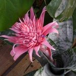 Aechmea fatsiata - Vase d'argent