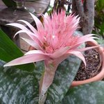 Aechmea fatsiata - Vase d'argent