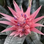 Aechmea fatsiata - Vase d'argent