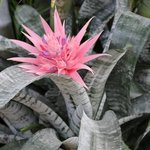 Aechmea fatsiata - Vase d'argent